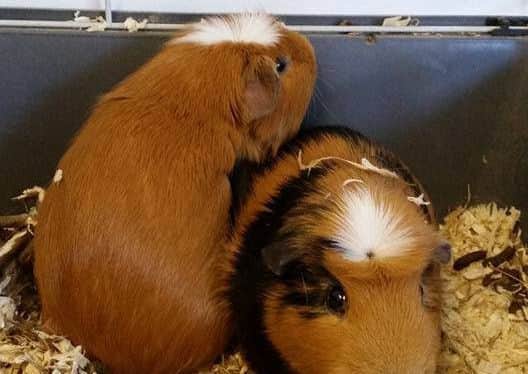 Two guinea pigs who are in the care of HART volunteers until they find their forever homes EMN-160512-104012001