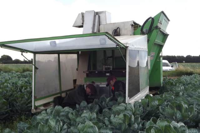 T. H. Clements will be harvesting a mountain of sprouts for Tesco this Christmas. EMN-161214-125015001