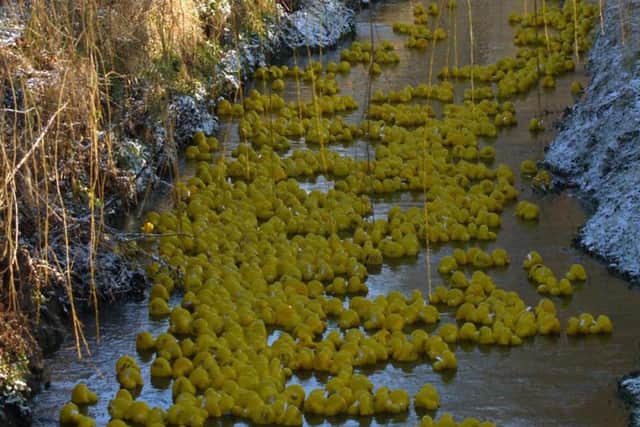 Quacking start to the New Year EMN-161215-164307001