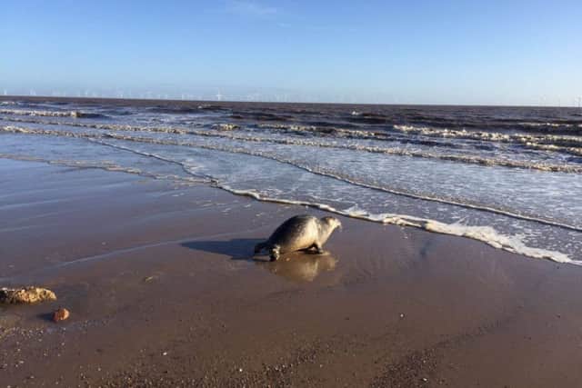 Dolly the seal being released back into the wild, after being resuced by Natureland Seal Sanctuary in July this year. EMN-161223-095451001