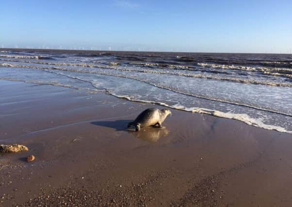 Dolly the seal being released back into the wild, after being resuced by Natureland Seal Sanctuary in July this year. EMN-161223-095451001
