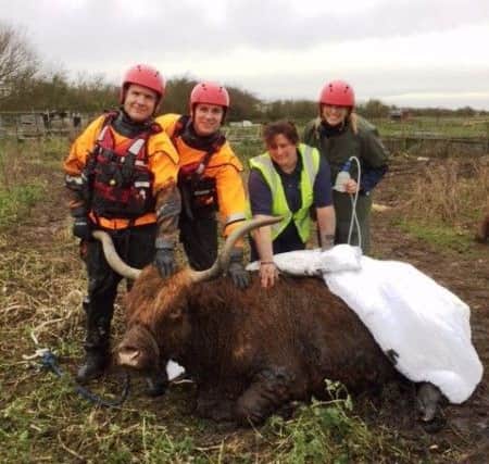 'Moo Moo' was saved this morning (December 21).