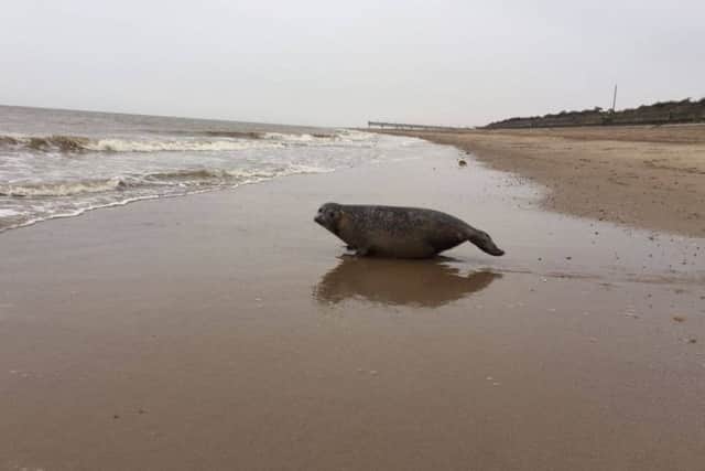 Dirk the seal venturing towards the sea after being released. EMN-161223-141604001