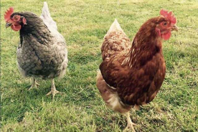 Blue and Red, Katrina Menary's two pet chickens, slaughtered in their stable by a marauding mink. EMN-161228-160213001