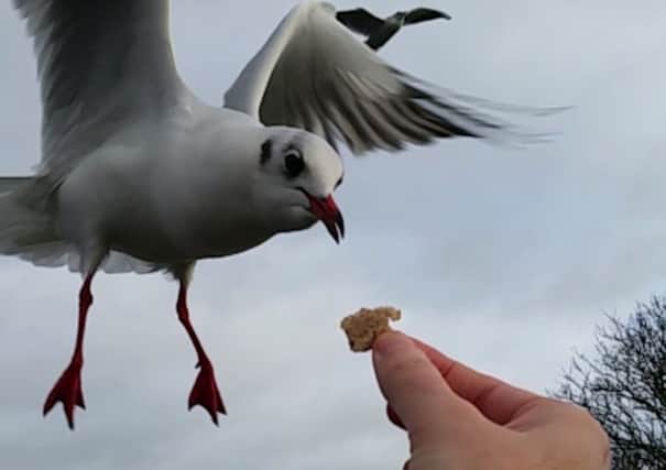 The moment the seagull grabbed the food