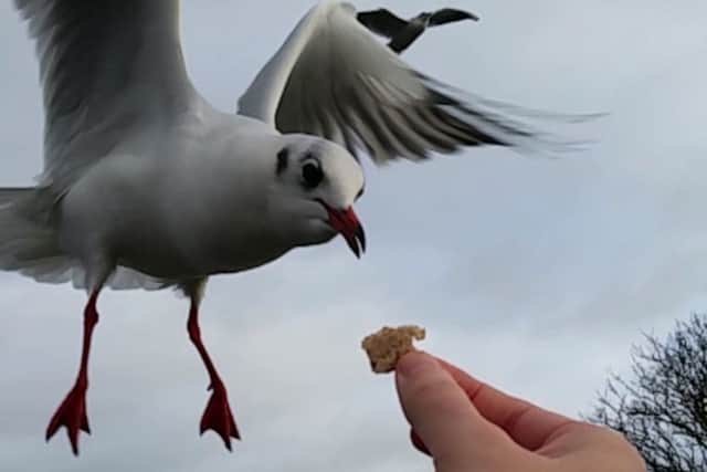 The moment the seagull grabbed the food