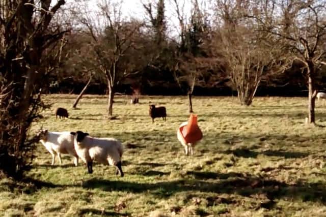 This sheep had a baaad day after getting her head stuck in a traffic cone in the middle of a field