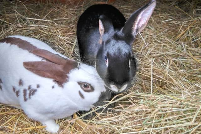 Wilma and Fred (pictured) are still looking for their forever homes. EMN-170401-161503001