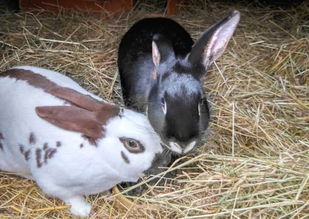 Wilma and Fred (pictured) are still looking for their forever homes. EMN-170401-161503001