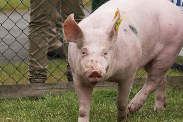 Pig rearing unit planned for Scredington. EMN-170401-122226001