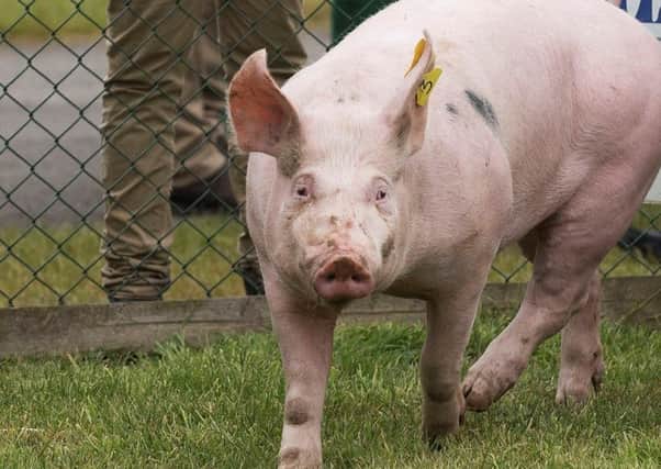 Pig rearing unit planned for Scredington. EMN-170401-122226001