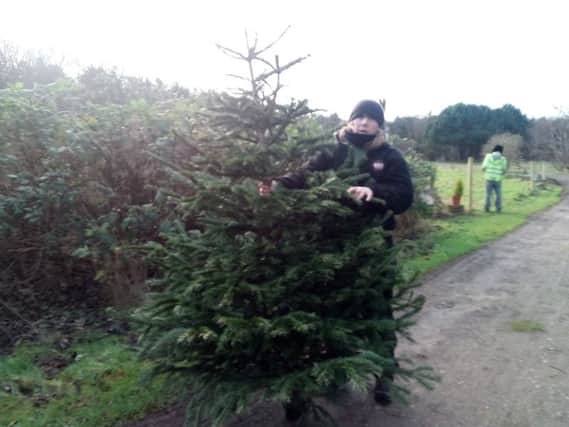 Skegness Eco Centre is accepting unwanted Christmas trees to be used in recycling projects. ANL-170401-163351001