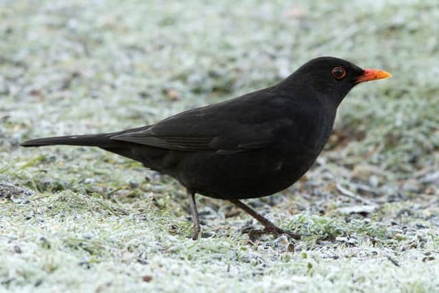 Grahame Madge (rspb-images.com)