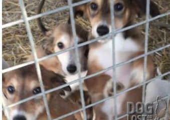 A litter of Lurcher pups have been stolen from Burgh-le-Marsh. ANL-171001-144649001