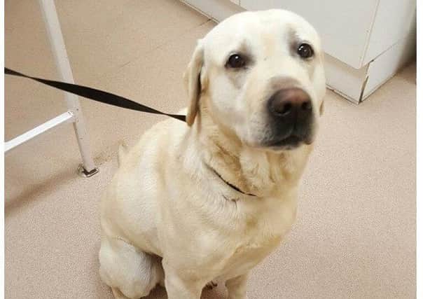 Labrador. found in Lincon - call Ingham Dog Kennels on 01522 730502. EMN-171201-080411001