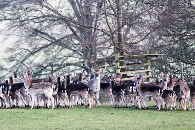 Deer at Cuxwold by Wes Allison EMN-170124-102028001