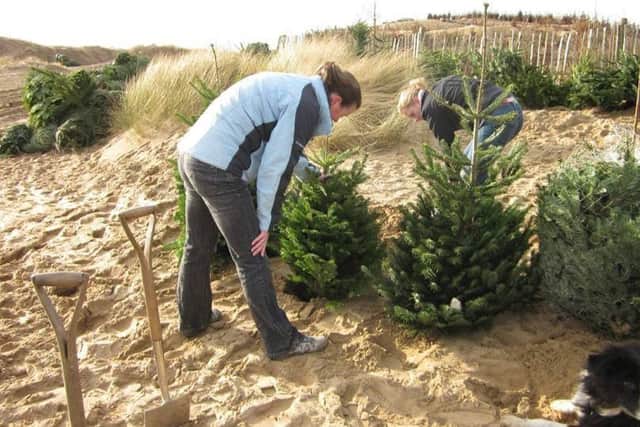 Around 200 Christmas trees are set to be placed in the dunes in Mablethorpe to help protect the area from flooding.