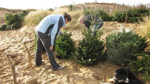 Around 200 Christmas trees are set to be  placed in the dunes in Mablethorpe to help protect the area from flooding.