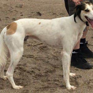 STOLEN: An adult male lurcher