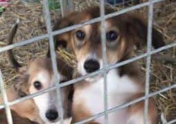STOLEN: Lurcher puppies