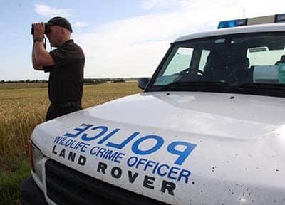 Hare coursing.
