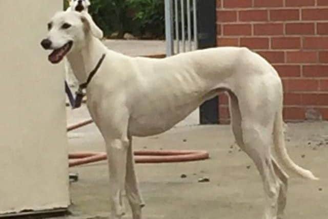 A family from Nottinghamshire say they are 'distraught' after their dog went missing from outside Asda in Boston.