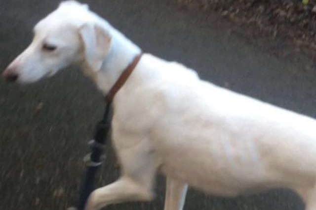 A family from Nottinghamshire say they are 'distraught' after their dog went missing from outside Asda in Boston.