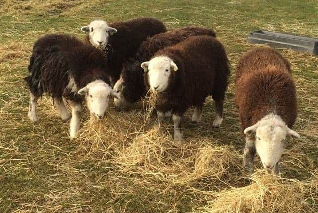 A group of Herdwick sheep, similar to those attacked in the Market Rasen area.
