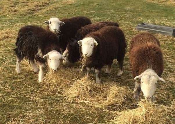 A group of Herdwick sheep, similar to those attacked in the Market Rasen area.
