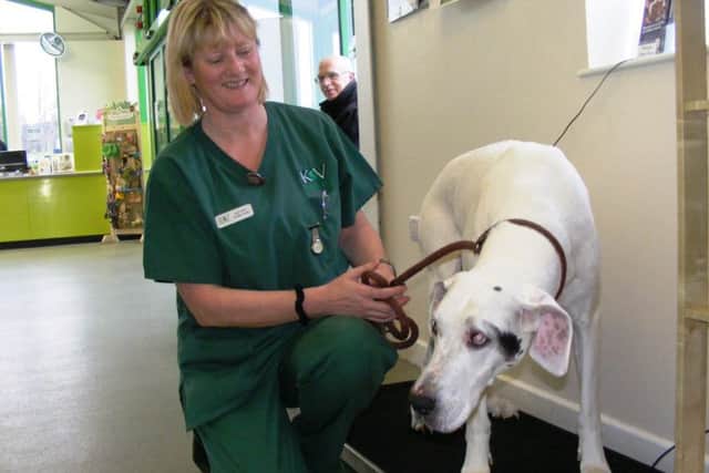 Veterinary nurse Sarah Walker with 12 year old Great Dane, Kiya on the scales. EMN-170123-125712001