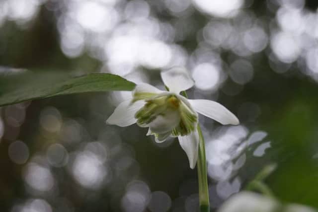 Snowdrop time EMN-170127-091344001