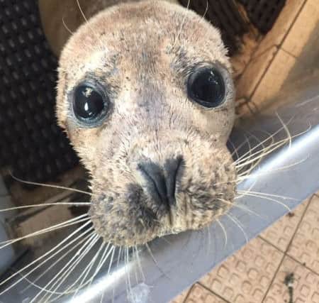 Donald showing off his big eyes to the camera. EMN-170123-152856001