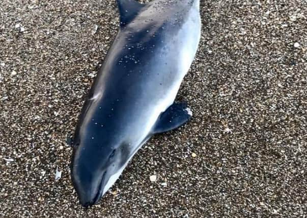 The dead porpoise was found on the beach between Sutton on Sea and Sandilands on Sunday. Photo credit: Corey Stones.