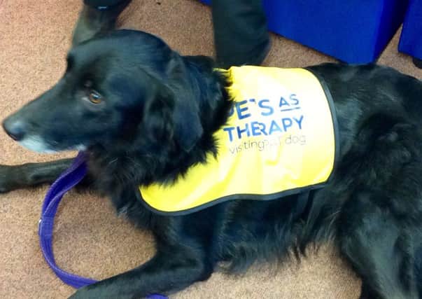 Paddington the pooch from Pets as Therapy. EMN-170125-154854001