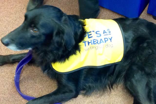 Paddington the pooch from Pets as Therapy. EMN-170125-154854001