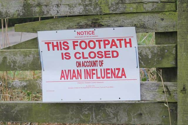 Bird flu.