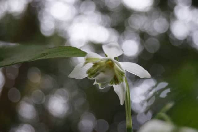 Snowdrop time EMN-170127-091344001