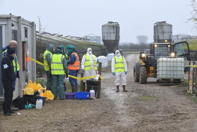 Avian Flu outbreak at Turkey farm at Frithville.