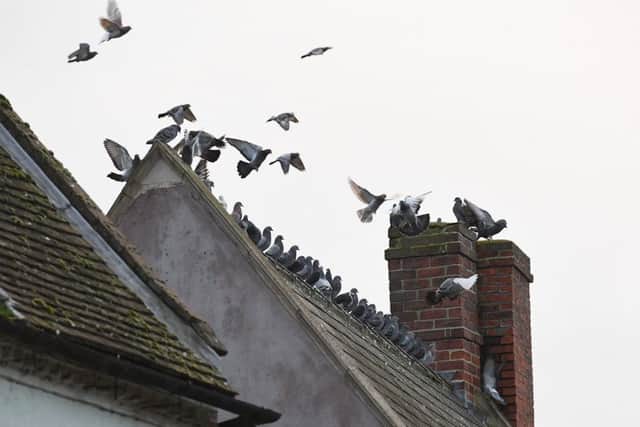 Pigeon menace. Flocksgather on roof tops in Sleaford town centre. EMN-170131-101158001