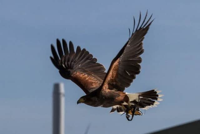 Hawks may be used to scare off the flocks of pigeons and break their nesting cycle. EMN-170131-101401001