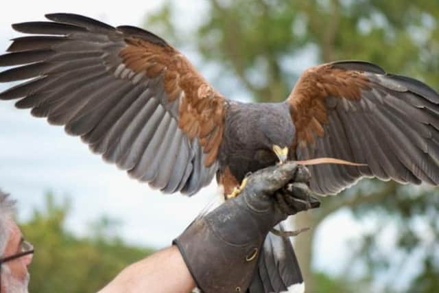 A Harris hawk