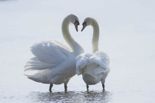 Love is in the air for Swans this Valentines Day. EMN-170202-140836001