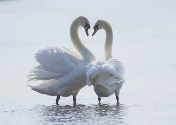 Love is in the air for Swans this Valentines Day. EMN-170202-140836001