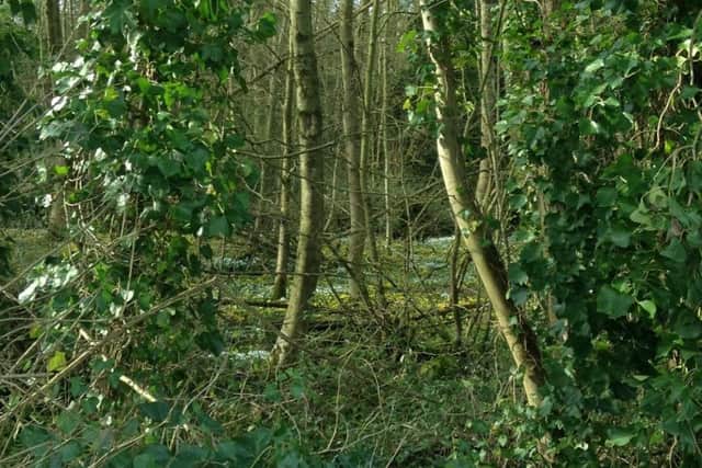 Snowdrops and aconites at Haverhome Park by Jan Spooner. EMN-170220-105423001