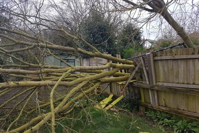 A tree crashed down in Ronnie Scofield's garden in Woodlands Avenue, Spilsby, during Storm Doris.