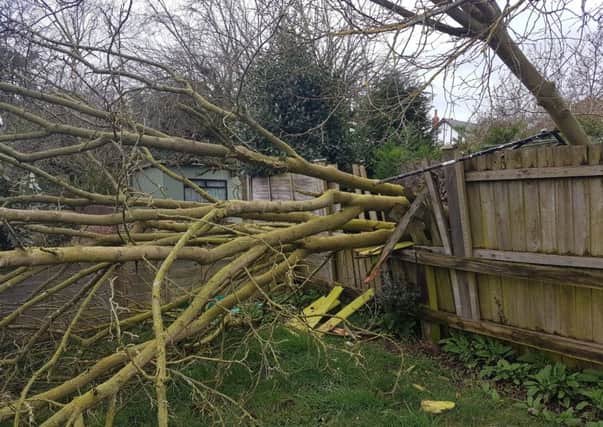 A tree crashed down in Ronnie Scofield's garden in Woodlands Avenue, Spilsby, during Storm Doris.