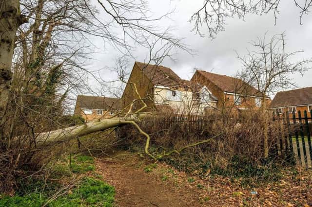 Storm Doris pulled down trees all over the UK