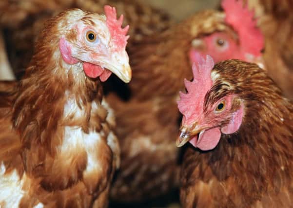 Egg labelling rules are to affect free-range egg producers forced to keep birds indoors away from bird flu risk. EMN-170228-180658001