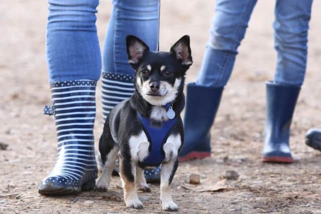 Join in a dog behaviour and agility walk at Welbourn.
Photography by Habibur Rahman EMN-170103-163902001