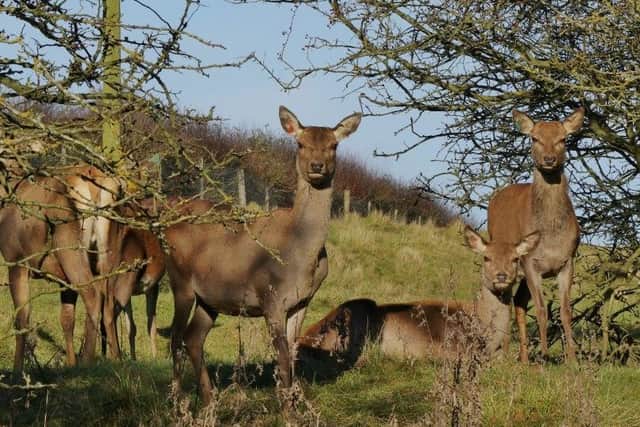 Deer at walesby by Angela Mayne EMN-170313-131649001